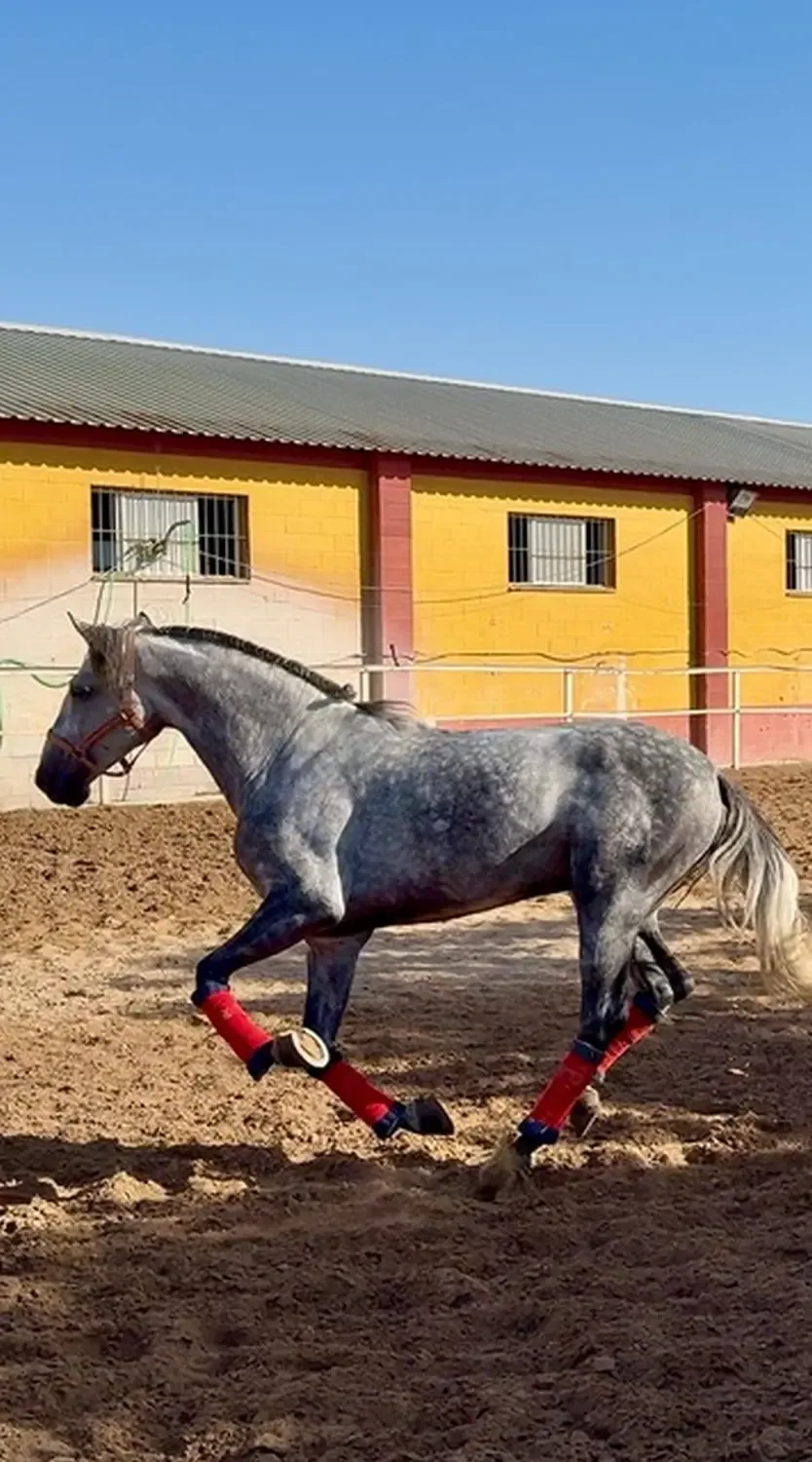 Der vierjährige PRE-Hengst Eros de Millan auf der Anlage der Yeguada in Spanien